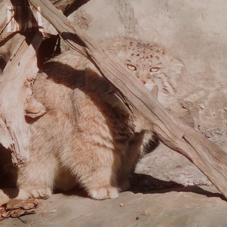 A photograph of Olaf in Calgary Zoo / Wilder Institute