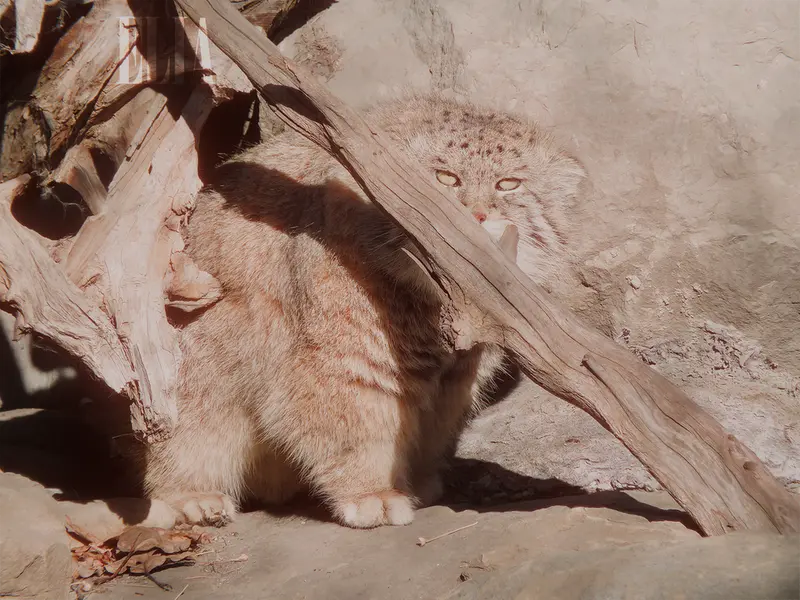 A photograph of Olaf in Calgary Zoo / Wilder Institute