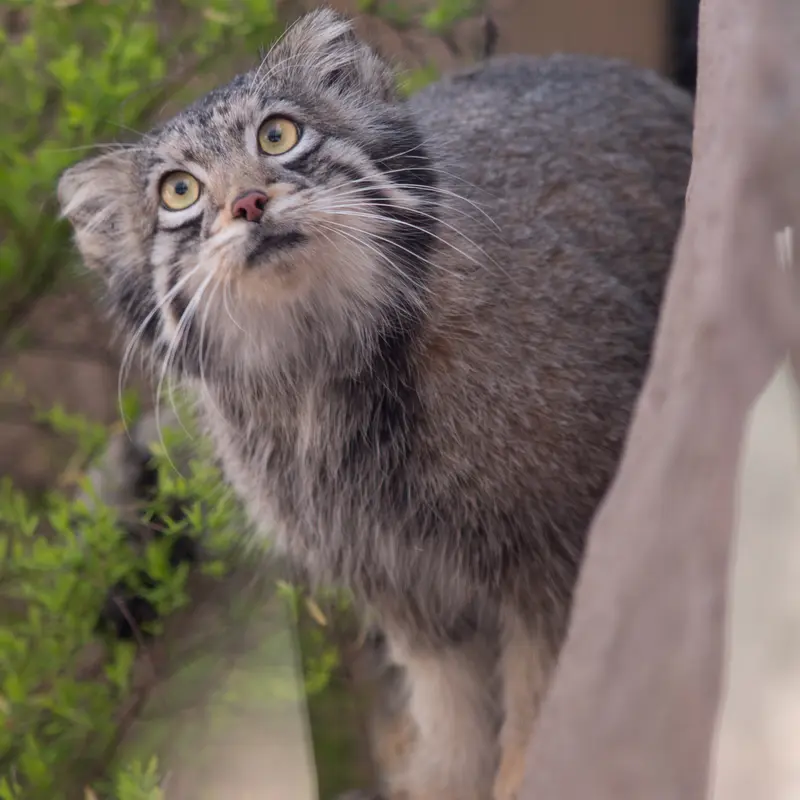 A photograph of Oto in Saitama Children's Zoo