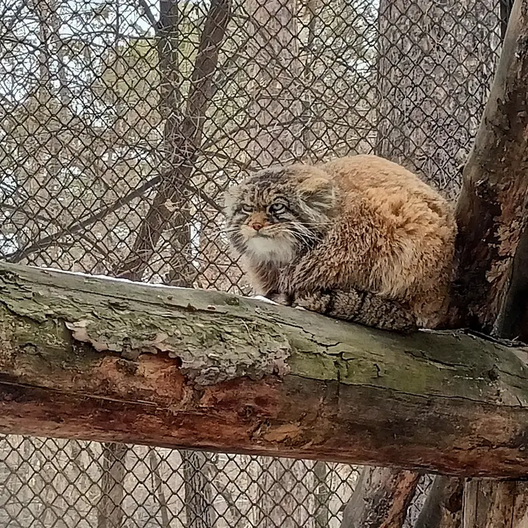 A photograph of George in Novosibirsk Zoo