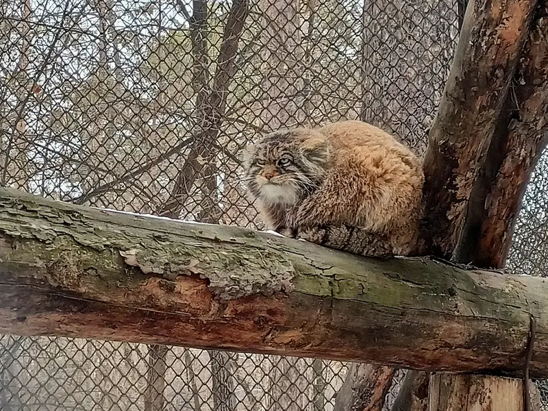A photograph of George in Novosibirsk Zoo