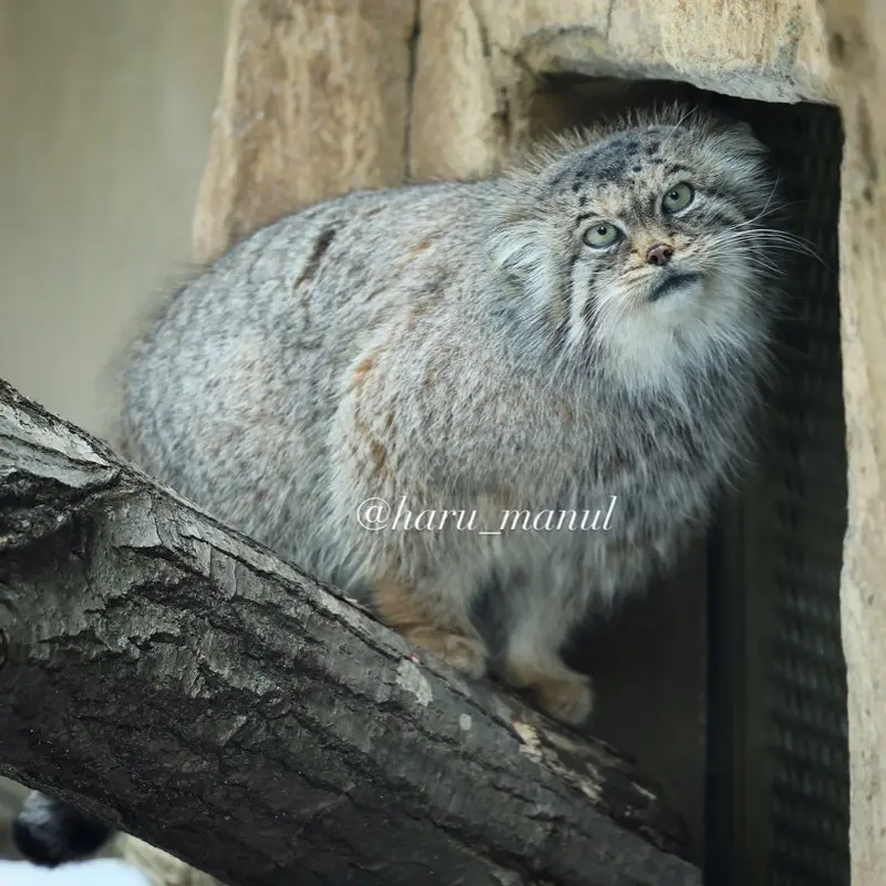 A photograph of Polly in Nasu Animal Kingdom