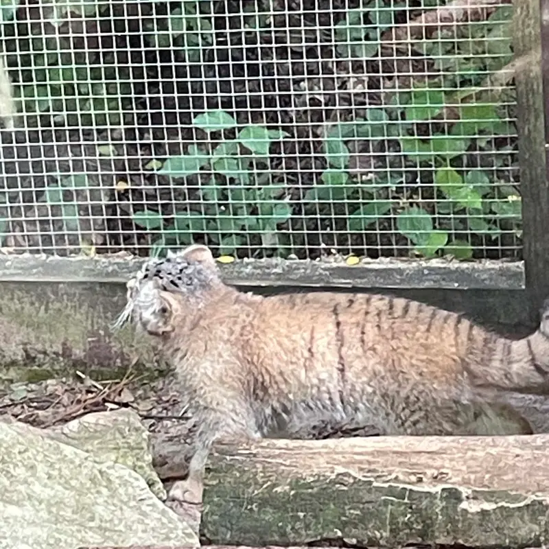 A photograph of Kitten of Alani b.2026 Ⅱ in Košice Zoo