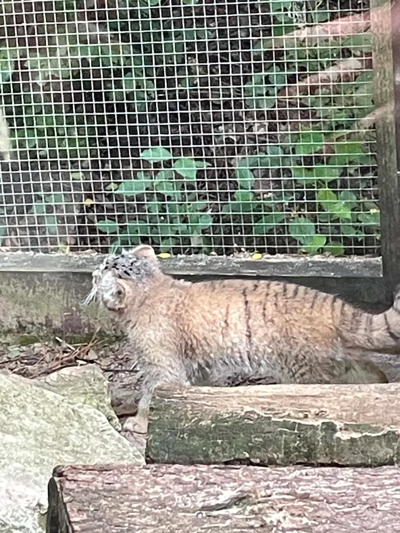 A photograph of Kitten of Alani b.2026 Ⅱ in Košice Zoo