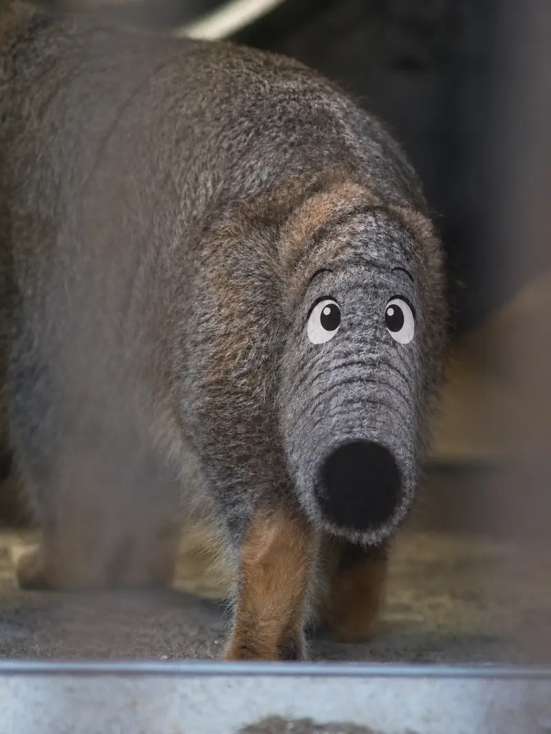 A photograph of a Pallas's cat