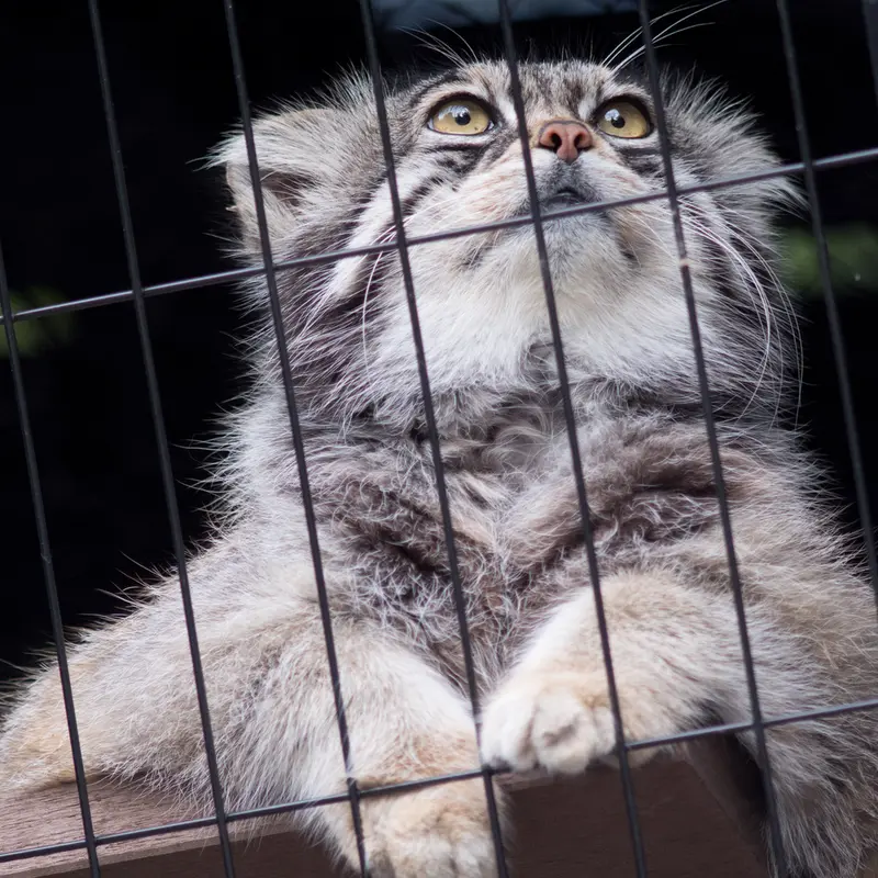 A photograph of Grusha in Asahiyama Zoo