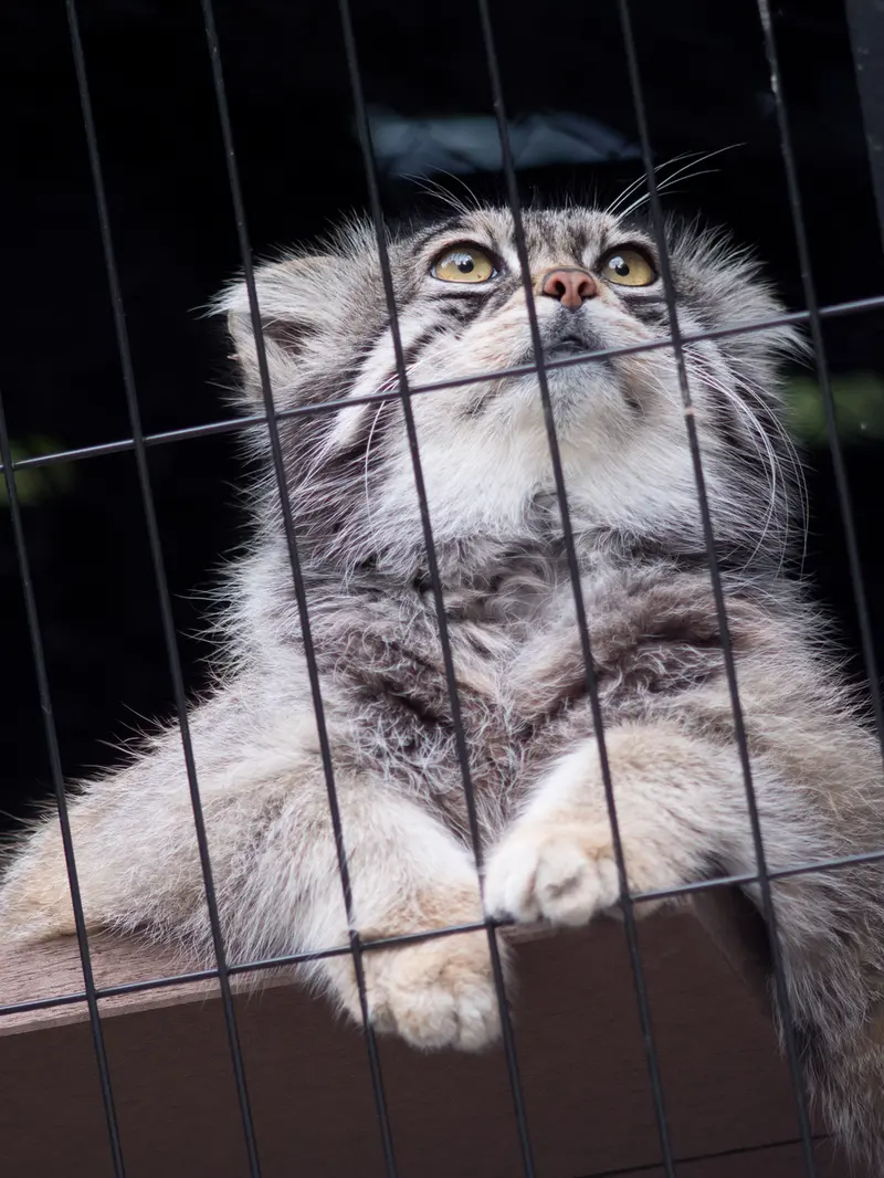 A photograph of Grusha in Asahiyama Zoo