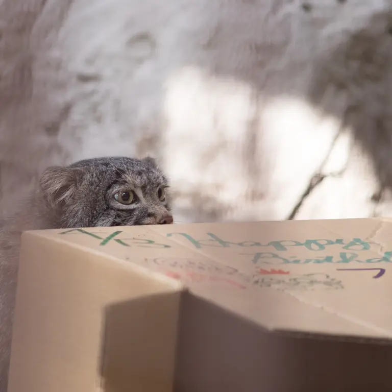 A photograph of Figa in Nogeyama Zoo
