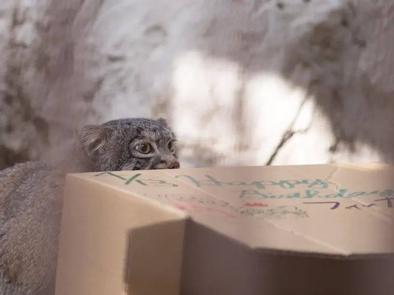 A photograph of Figa in Nogeyama Zoo