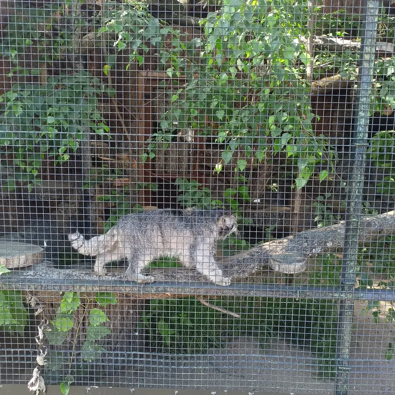 A photograph of Sven in Leningrad zoo