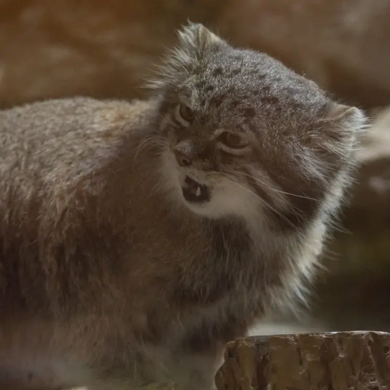 A photograph of Klyon in Ueno Zoological Gardens