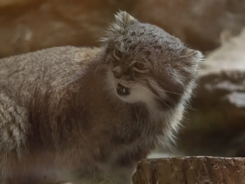 A photograph of Klyon in Ueno Zoological Gardens