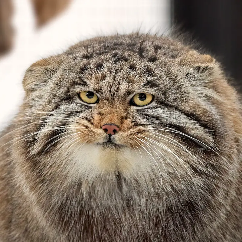Grey the Pallas's cat from Novosibirsk Zoo