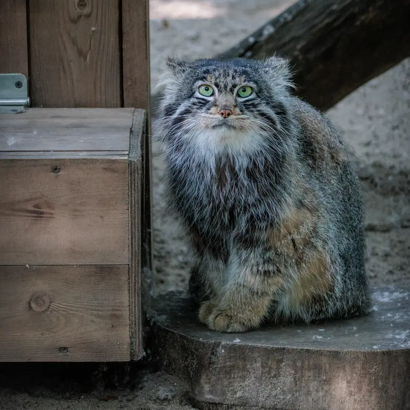 A photograph of Marik in Novosibirsk Zoo
