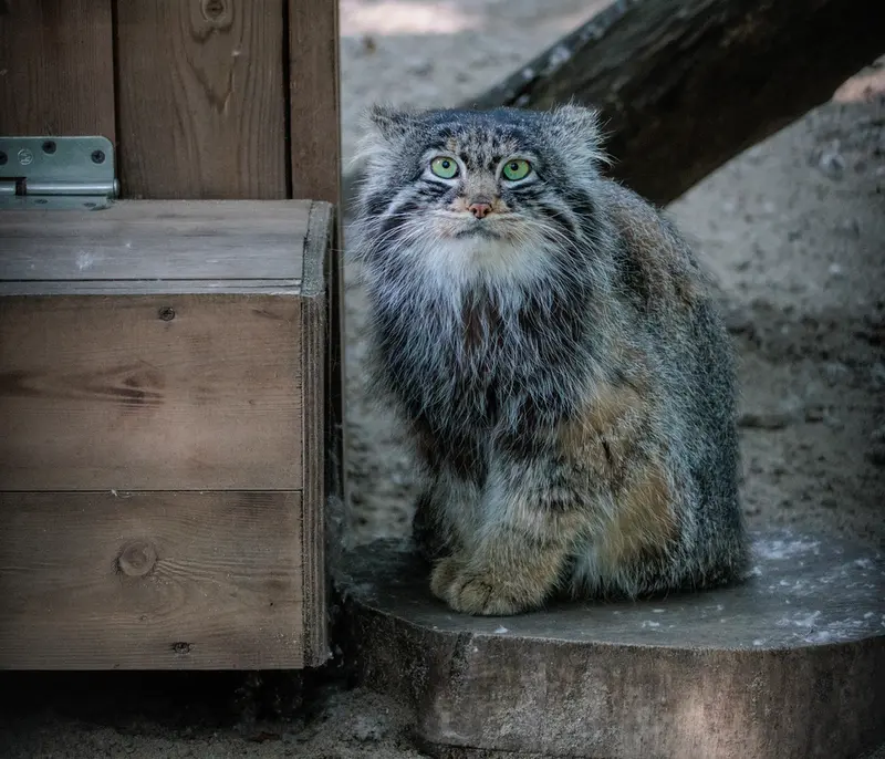 A photograph of Marik in Novosibirsk Zoo