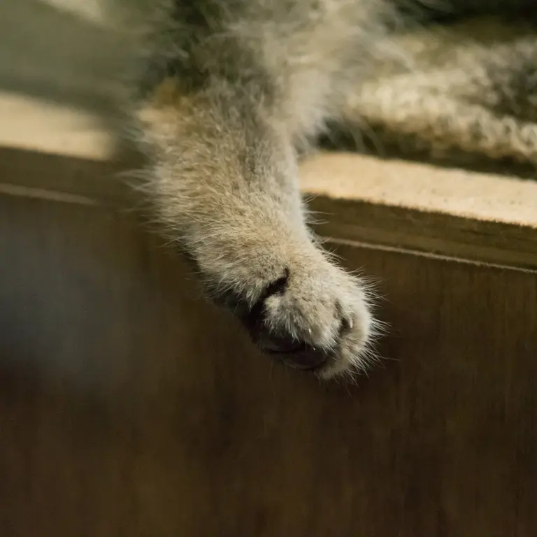 A photograph of Klyon in Ueno Zoological Gardens