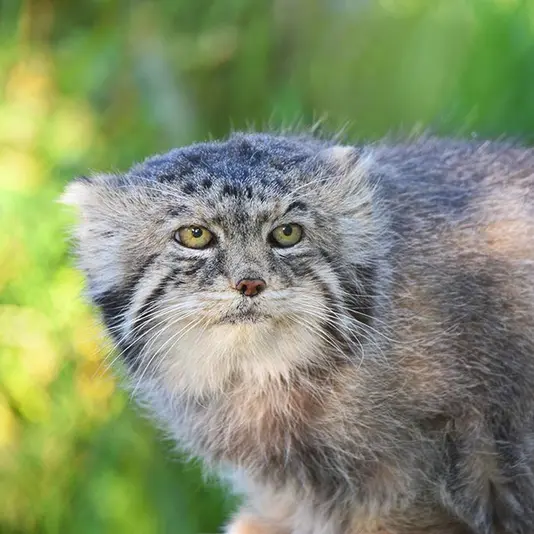 A photograph of Igor in Calgary Zoo / Wilder Institute