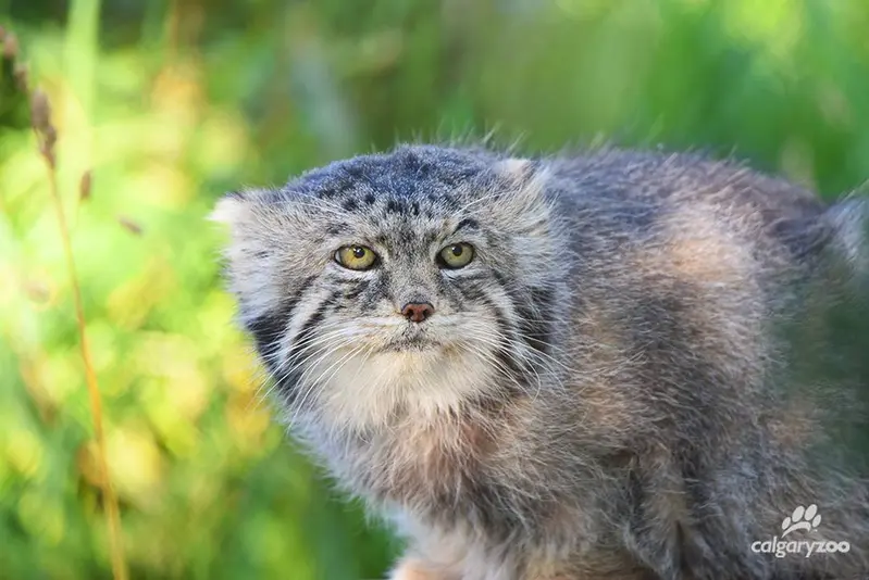 A photograph of Igor in Calgary Zoo / Wilder Institute