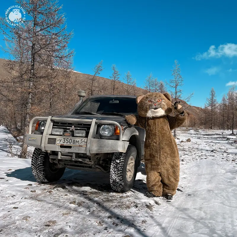 A photograph of a Pallas's cat