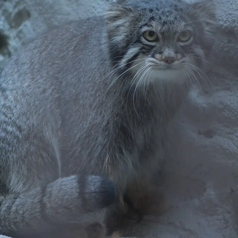 A photograph of Figa in Nogeyama Zoo