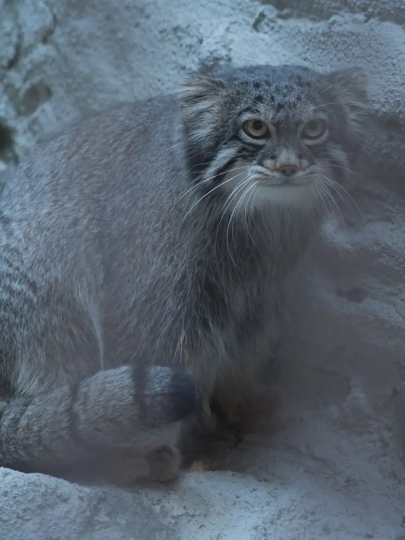 A photograph of Figa in Nogeyama Zoo