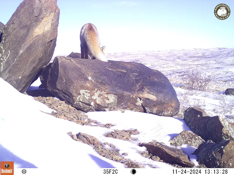 A photograph of Red fox from Koshkar camera trap