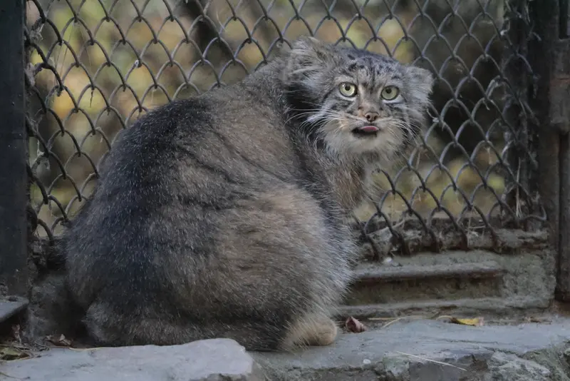 A photograph of Adele in Novosibirsk Zoo