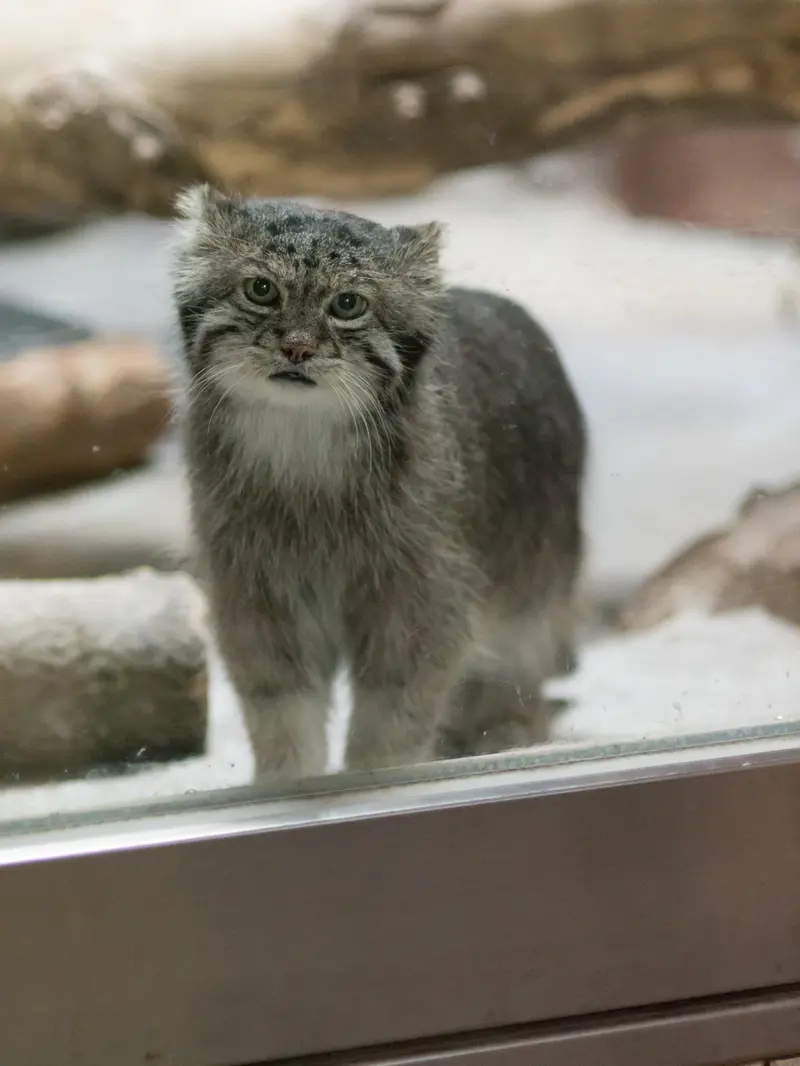 A photograph of Klyon in Ueno Zoological Gardens