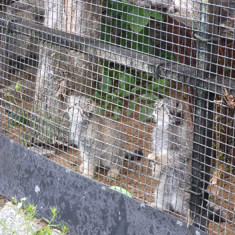 A photograph of a Pallas's cat