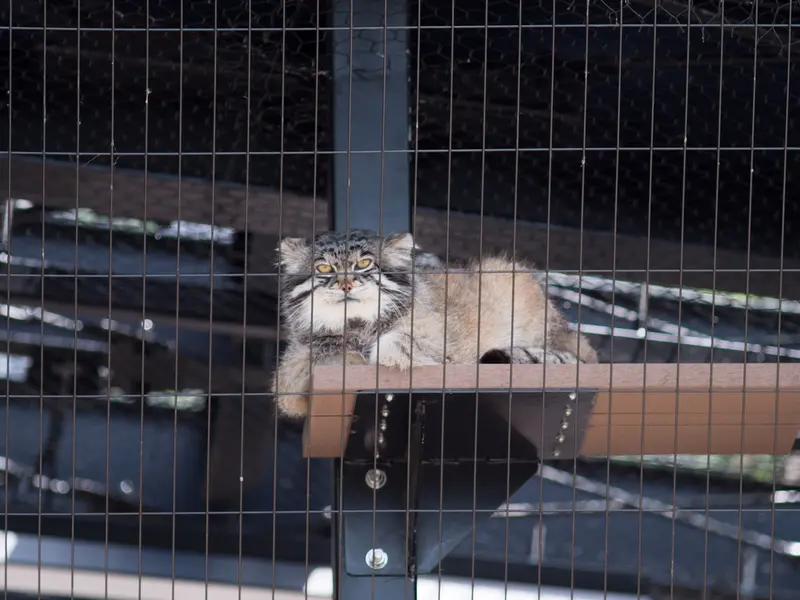 A photograph of Grusha in Asahiyama Zoo