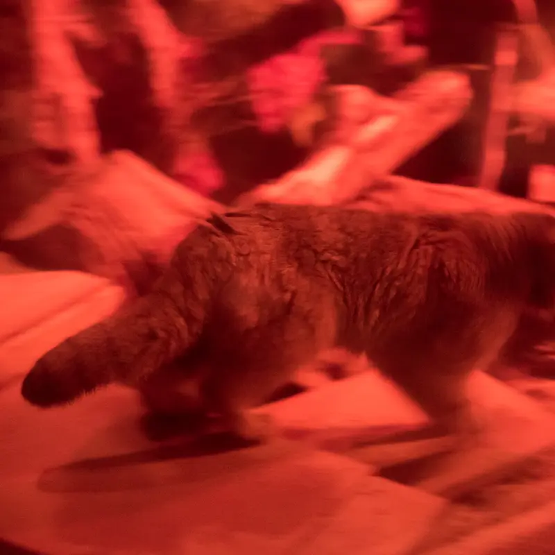 A photograph of Naim in Ueno Zoological Gardens