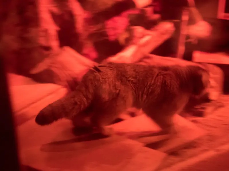 A photograph of Naim in Ueno Zoological Gardens