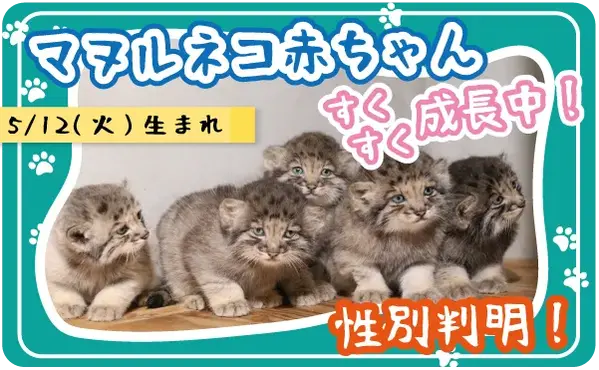A photograph of a Pallas's cat in Kobe Animal Kingdom