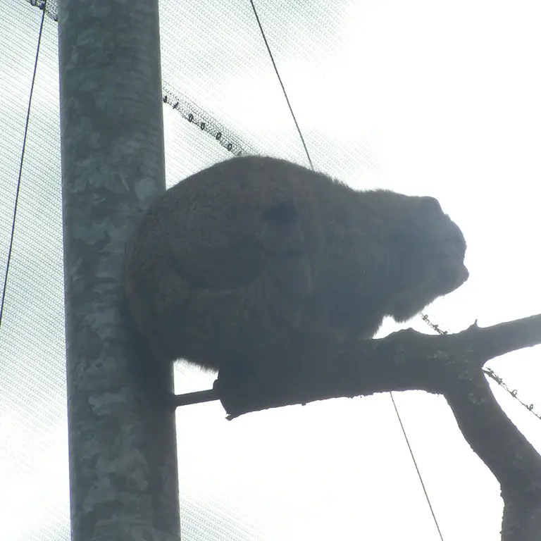 A photograph of Bat-Erdene in The Lakeland Wildlife Oasis