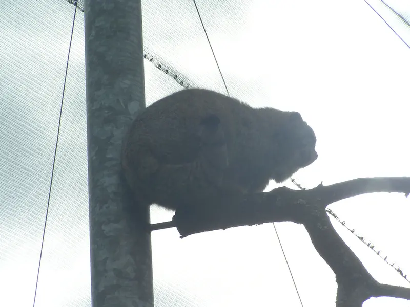 A photograph of Bat-Erdene in The Lakeland Wildlife Oasis