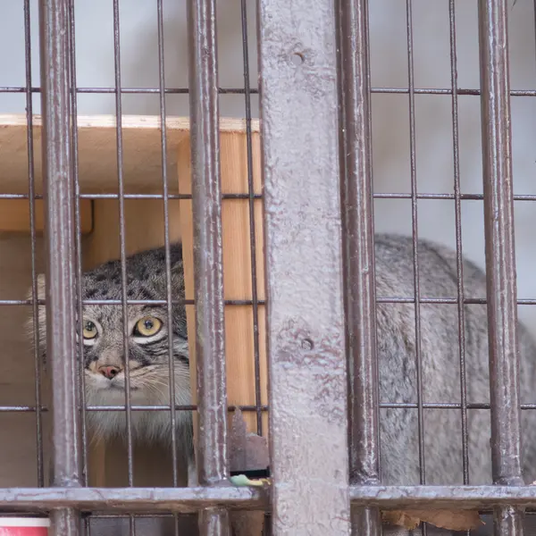 A photograph of Figa in Nogeyama Zoo
