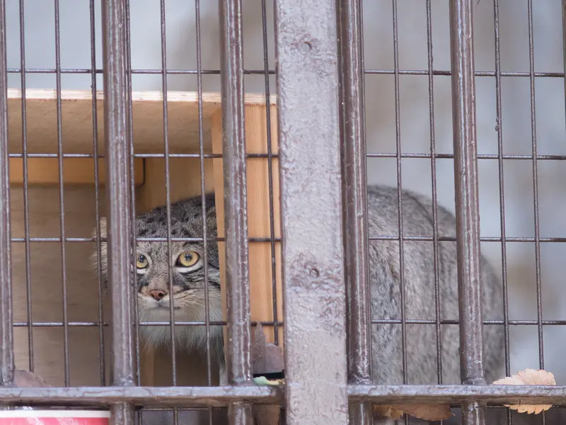 A photograph of Figa in Nogeyama Zoo
