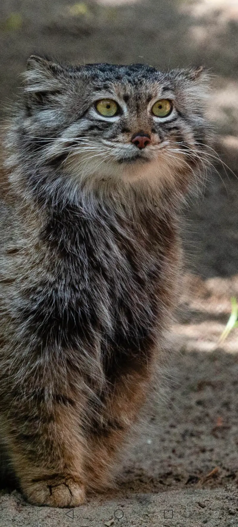 A photograph of a Pallas's cat