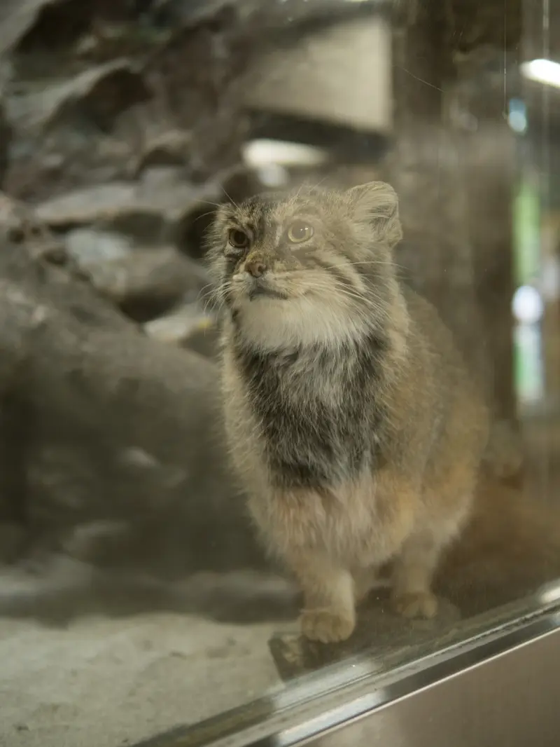 A photograph of Primula in Ueno Zoological Gardens