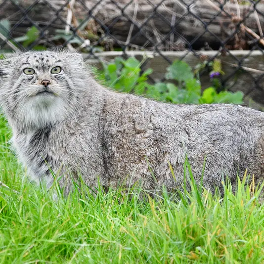 A photograph of Namuu in Port Lympne Wild Animal Park