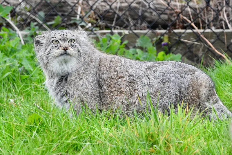 A photograph of Namuu in Port Lympne Wild Animal Park
