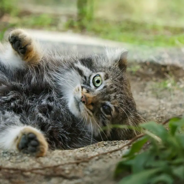 A photograph of Abrikos in Nasu Animal Kingdom