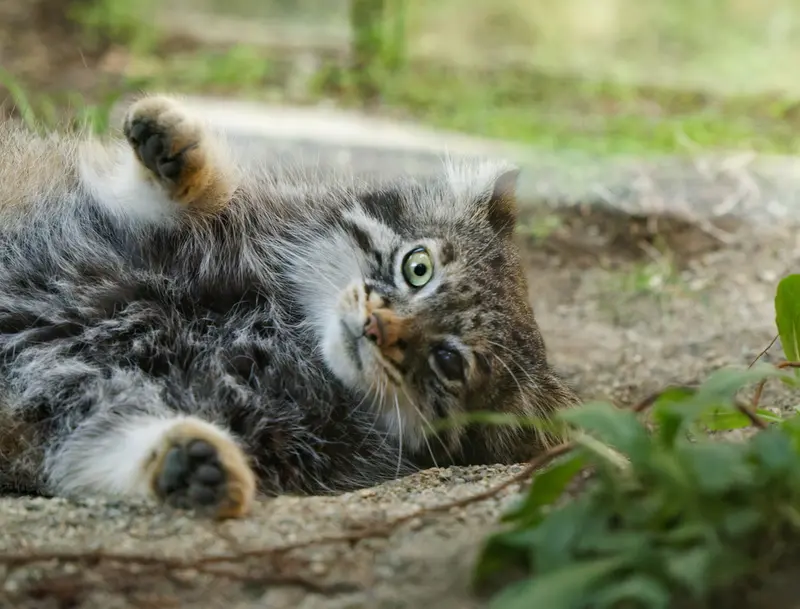 A photograph of Abrikos in Nasu Animal Kingdom
