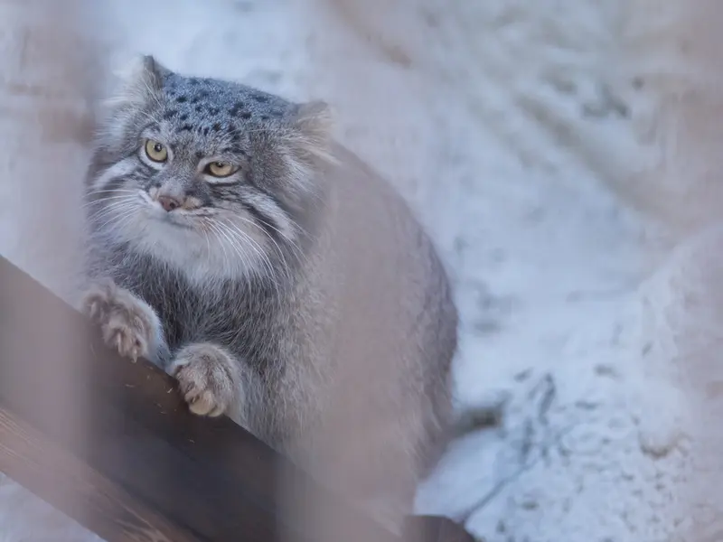 A photograph of Figa in Nogeyama Zoo