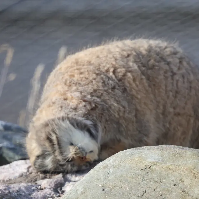 A photograph of Mimi in Korkeasaari Zoo