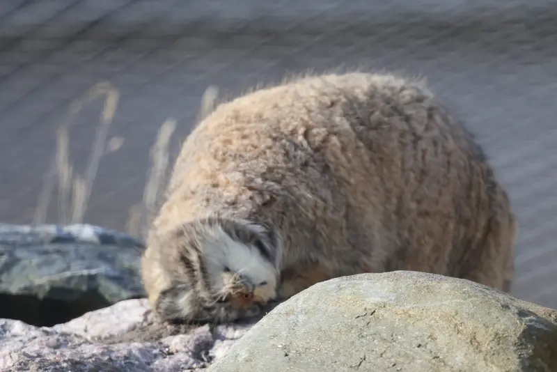 A photograph of Mimi in Korkeasaari Zoo