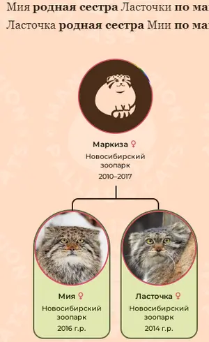 A photograph of a Pallas's cat