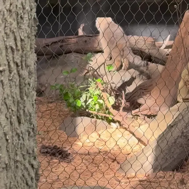 A photograph of a Pallas's cat in Prospect Park Zoo