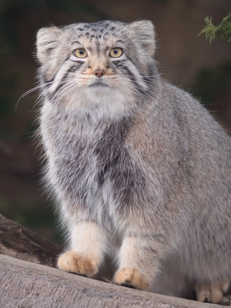 A photograph of Nagomu in Nasu Animal Kingdom