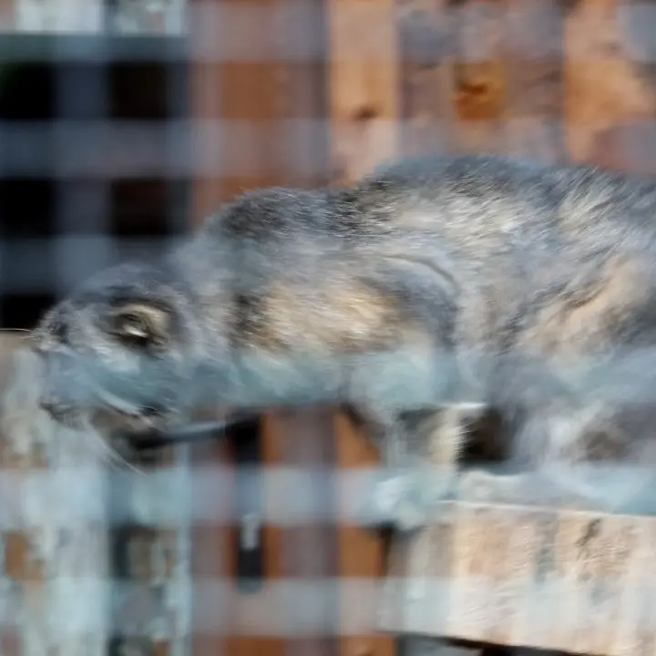 A photograph of a Pallas's cat in Leningrad zoo